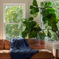 Cotton Duvet Cover